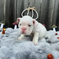 Female, White, a female English Bulldog for sale in Houston, TX – 3 of 6