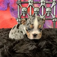 Female, Black Tri Merle, a female English Bulldog for sale in Houston, TX – 6 of 6