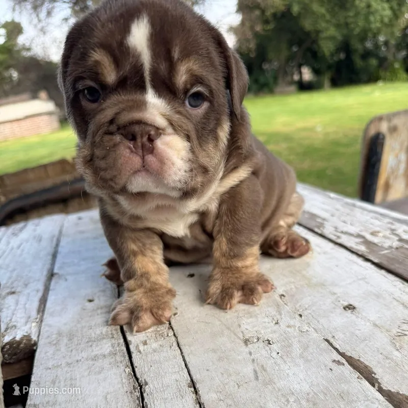 Male, Choco Tri – English Bulldog puppy for sale in Houston, TX