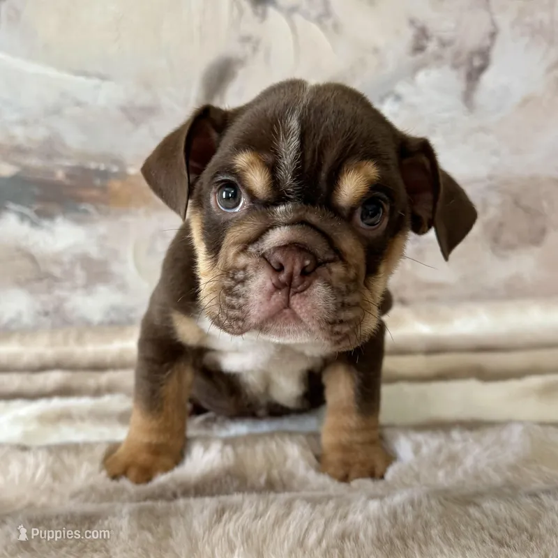 Male, Choco Tri  – English Bulldog puppy for sale in Houston, TX