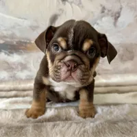 Male, Choco Tri , a male English Bulldog for sale in Houston, TX – Photo 1 of 7