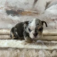 Female, Blue Tri Merle, a female English Bulldog for sale in Houston, TX – Photo 9 of 9