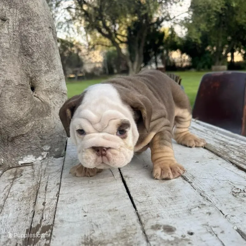 Female, Choco Tri  – English Bulldog puppy for sale in Houston, TX