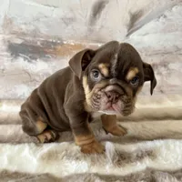 Male, Choco Tri , a male English Bulldog for sale in Houston, TX – Photo 3 of 7