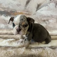 Female, Blue Tri Merle, a female English Bulldog for sale in Houston, TX – Photo 8 of 9