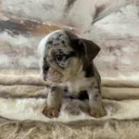 Female, Blue Tri Merle, a female English Bulldog for sale in Houston, TX – Photo 2 of 9