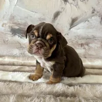Male, Choco Tri , a male English Bulldog for sale in Houston, TX – Photo 6 of 7