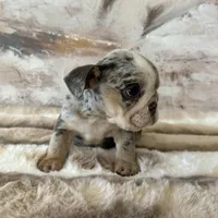 Female, Blue Tri Merle, a female English Bulldog for sale in Houston, TX – Photo 4 of 9