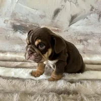 Male, Choco Tri , a male English Bulldog for sale in Houston, TX – Photo 7 of 7