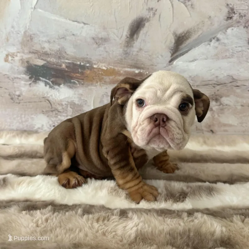 Female, Choco Tri  – English Bulldog puppy for sale in Houston, TX