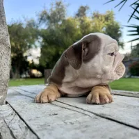 Female, Choco Tri , a female English Bulldog for sale in Houston, TX – Photo 4 of 8