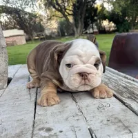 Female, Choco Tri , a female English Bulldog for sale in Houston, TX – Photo 5 of 8