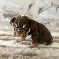 Male, Choco Tri , a male English Bulldog for sale in Houston, TX – Photo 4 of 7