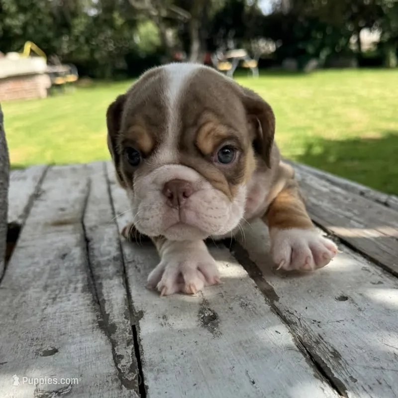 Male, Choco Tri – English Bulldog puppy for sale in Houston, TX
