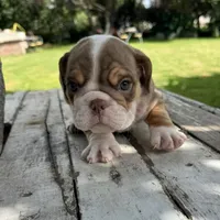 Male, Choco Tri, a male English Bulldog for sale in Houston, TX – 1 of 8