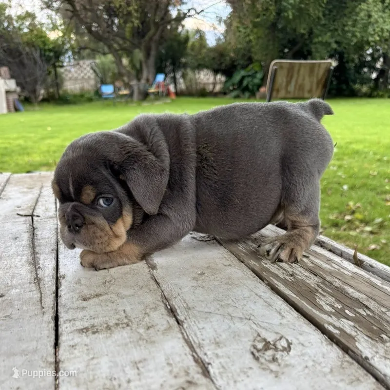 Male, Blue and Tannn – English Bulldog puppy for sale in Houston, TX