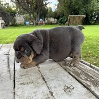 Male, Blue and Tannn, a male English Bulldog for sale in Houston, TX – 2 of 7
