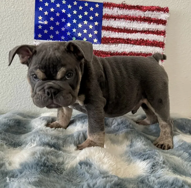 Male, Blue and Tan – English Bulldog puppy for sale in Houston, TX
