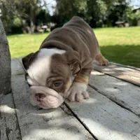 Male, Choco Tri, a male English Bulldog for sale in Houston, TX – 4 of 6