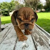 Male, red, a male English Bulldog for sale in Houston, TX – 4 of 8