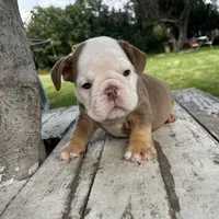 Female, Choco Tri, a female English Bulldog for sale in Houston, TX – 4 of 6