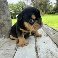 Male, Black Tri, a male English Bulldog for sale in Houston, TX – 1 of 7