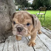 Male, Merle, a male English Bulldog for sale in Houston, TX – 2 of 7