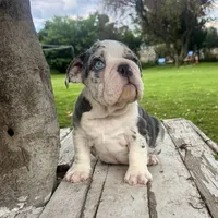 Male, Blue Tri Merle, a male English Bulldog for sale in Houston, TX – 6 of 6