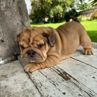 Female, Fawn , a female English Bulldog for sale in Houston, TX – 8 of 8