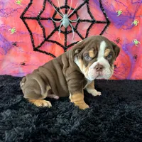 Male, Choco Tri , a male English Bulldog for sale in Houston, TX – 7 of 8