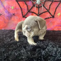 Male, Lilac and Tan, a male English Bulldog for sale in Houston, TX – 6 of 6