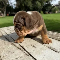 Male, Choco Tri, a male English Bulldog for sale in Houston, TX – 4 of 6