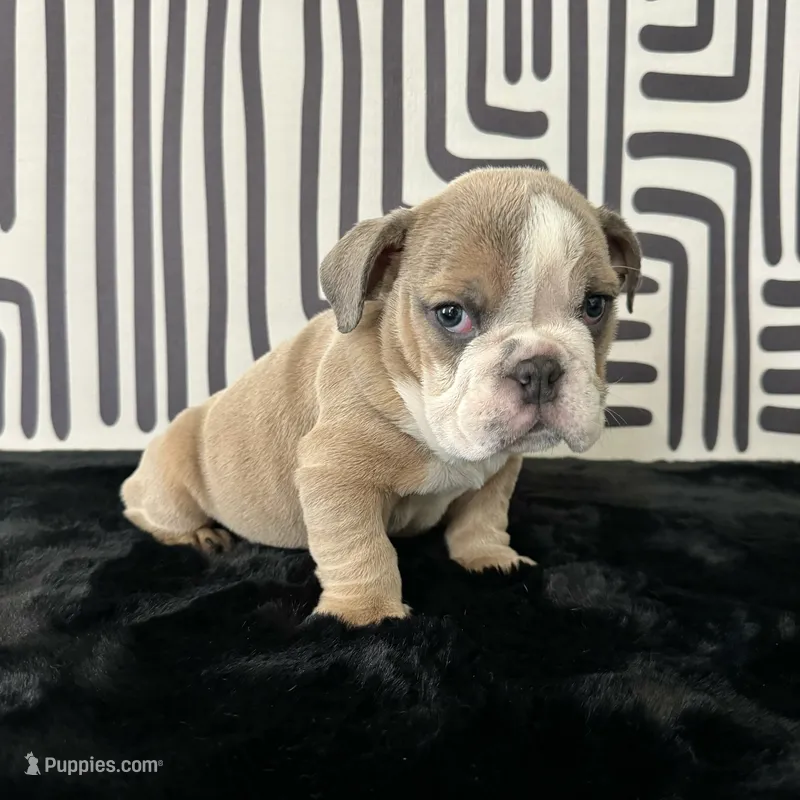 Male, Lilac Tri – English Bulldog puppy for sale in Houston, TX