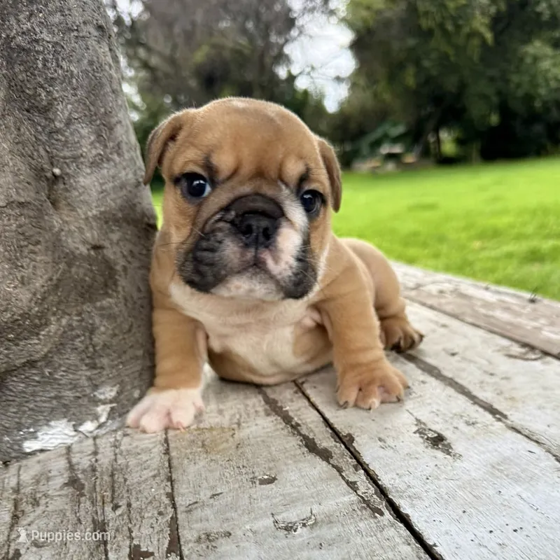 Male, Fawn and White – English Bulldog puppy for sale in Houston, TX
