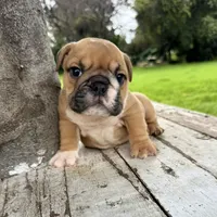 Male, Fawn and White, a male English Bulldog for sale in Houston, TX – 1 of 8
