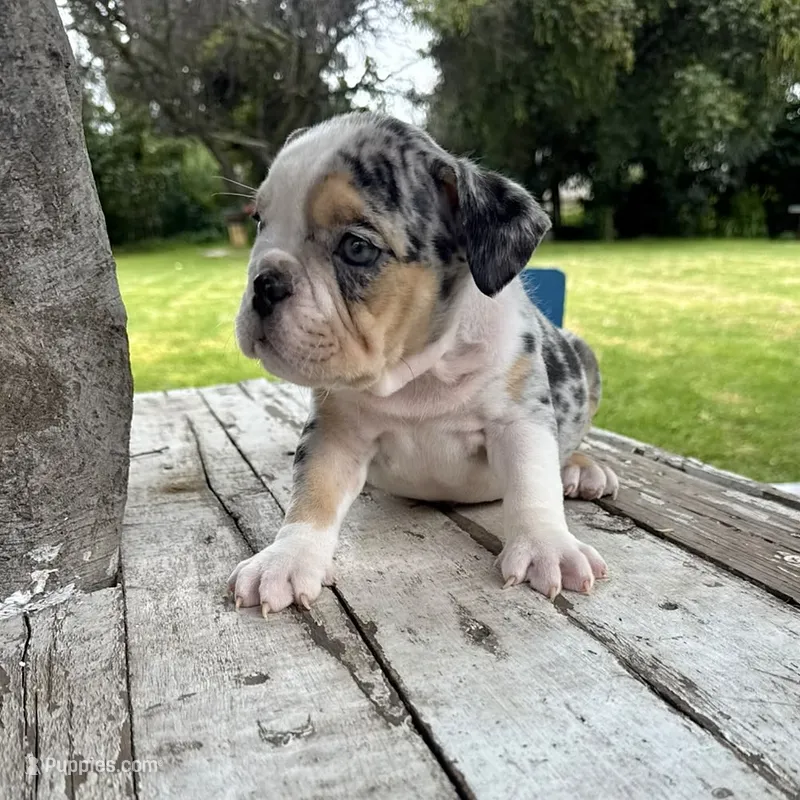 Male, Black Tri Merle – English Bulldog puppy for sale in Houston, TX