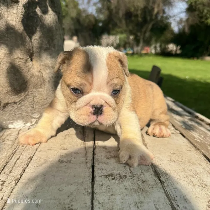 Male, Fawn and White – English Bulldog puppy for sale in Houston, TX