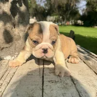 Male, Fawn and White, a male English Bulldog for sale in Houston, TX – 2 of 4