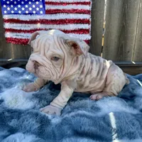 Male, Velvettt, a male English Bulldog for sale in Houston, TX – 6 of 7