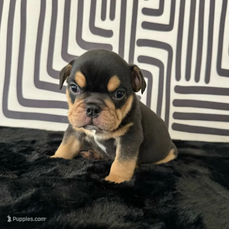 Male, Black Tri – English Bulldog puppy for sale in Houston, TX