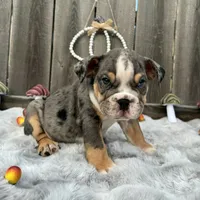 Male, Black Tri Merle, a male English Bulldog for sale in Houston, TX – 1 of 7