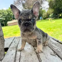 Male, Blue Tri Merle, a male French Bulldog for sale in Houston, TX – 5 of 7