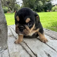 Male, Black Tri, a female English Bulldog for sale in Houston, TX – 3 of 4