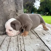 Male, Lilac Tri, a male English Bulldog for sale in Houston, TX – 8 of 10