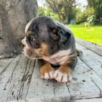 Male, Blue Tri Merle, a male English Bulldog for sale in Houston, TX – 9 of 9