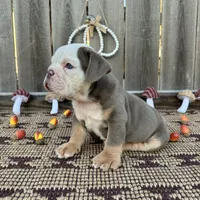 Male, Lilac Tri, a male English Bulldog for sale in Houston, TX – 3 of 7