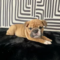Male, Fawn and White, a male English Bulldog for sale in Houston, TX – 5 of 7