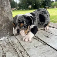 Female, Black Tri Merle, a female English Bulldog for sale in Houston, TX – 6 of 6