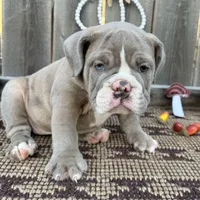 Female, Lilac Tri, a female English Bulldog for sale in Houston, TX – 6 of 6