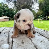 Male, Lilac Tri, a male English Bulldog for sale in Houston, TX – 9 of 10